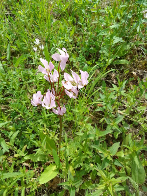 Dodecatheon
