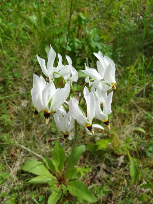 Sternschnuppenblume