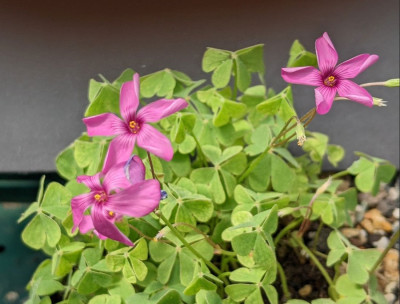Oxalis-spec..jpg