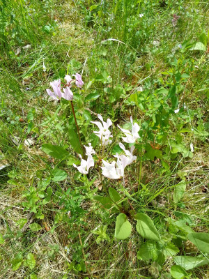 Dodecatheon