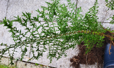 Polystichum v.D. Nr. 2.jpg