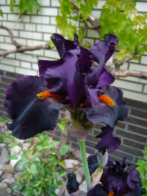 P1050134.JPG