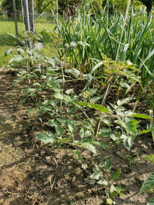 Tomaten 20260515.jpeg