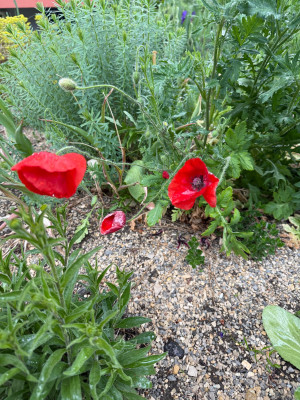 IMG_9122.jpeg