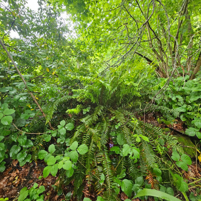 Polystichum munitum 20260514_143412.jpg