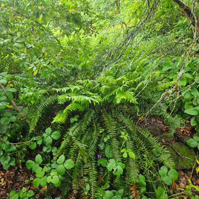 Polystichum munitum Schwertfarn 20260514_143402.jpg