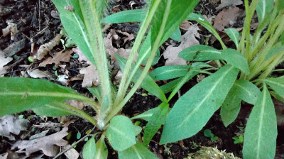 Zwischen den Mevonopsis