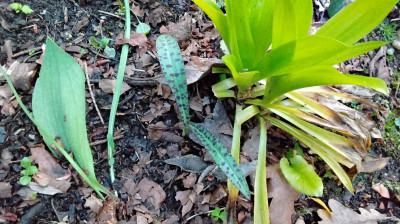 Neben einer Helonias