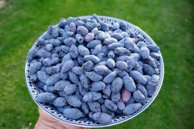 Maibeer-Ernte2.jpg
