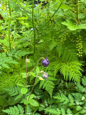 IMG_3260.jpeg