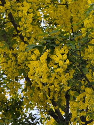 IMG_7750.jpeg