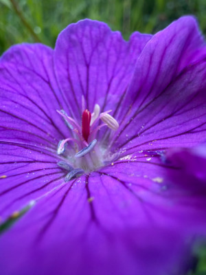 IMG_7584.jpeg