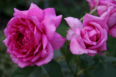 Rose_Wise_Portia0408a.jpg