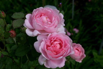 Rose_Wife_of_Bath0108.jpg