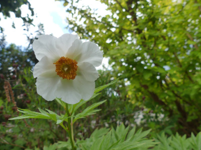 P1050071.JPG