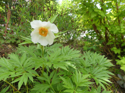 P1050070.JPG