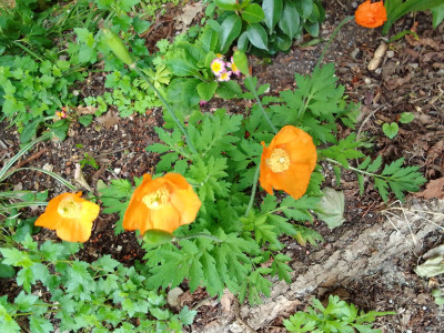Meconopsis cambrica
