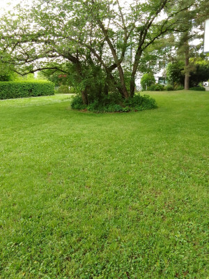 Wiese im Innenhof
