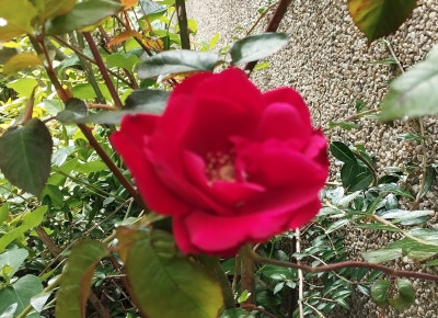 260517_RoteRose.jpg