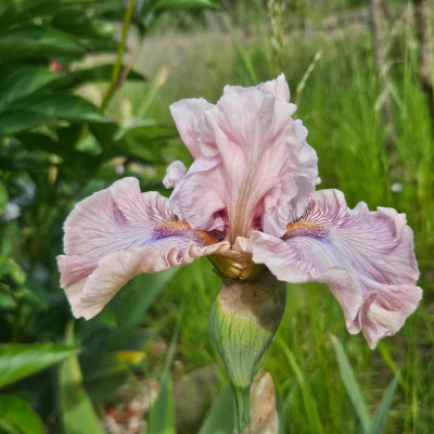 Blushing Doll 2019 Thomas Johnson 20260517_165705.jpg