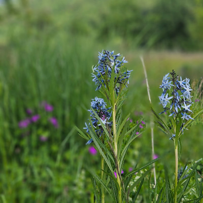 Amsonia Hubrichtii - Staudenwiese 20260516_153915.jpg