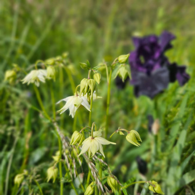 Aquilegia vulgaris var. stellata weiß vor Hello Darkness 20260517_170121.jpg