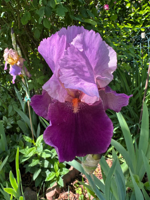 IMG_8467.jpeg