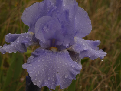 Deferlante Bleue