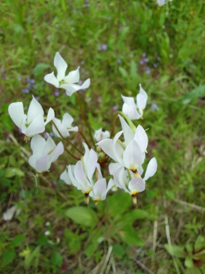 Dodecatheon