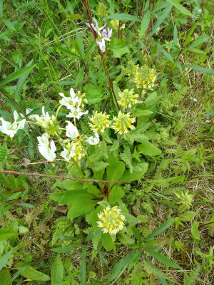 Klappertopf und Sternschnuppenblume