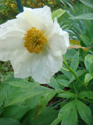 DSC03344.JPG
