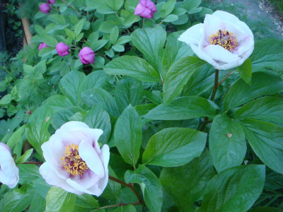 V. p. hybrid H. P. obovata.JPG