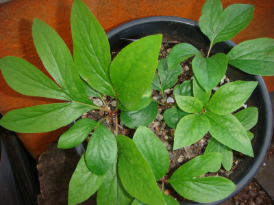 DSC03304.JPG