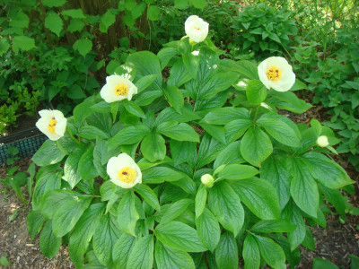 P. wittmanniana (.JPG