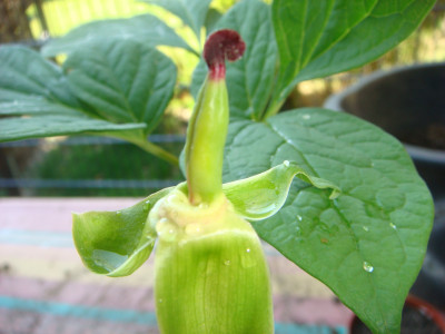 P. Obovata alba.JPG
