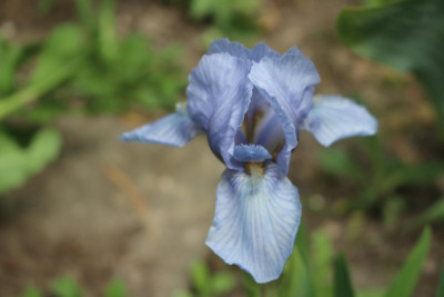IrisRestrhizom2.JPG
