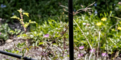 CLEMATIS VITICELLA VENOSA VIOLACEA.jpg