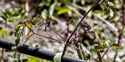 CLEMATIS VITICELLA VENOSA VIOLACEA Detail.jpg