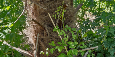 CLEMATIS VITICELLA AVANT-GARDE.jpg