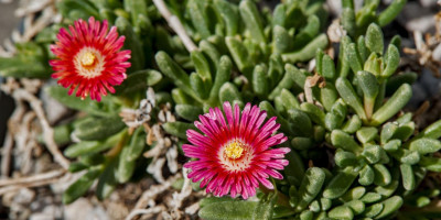 DELOSPERMA WHEELS OF WONDER HOT PINK WONDER.jpg