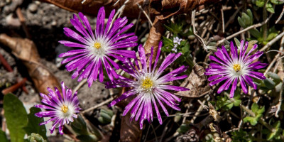 DELOSPERMA FLORIBUNTUM DRYLAND 1.jpg