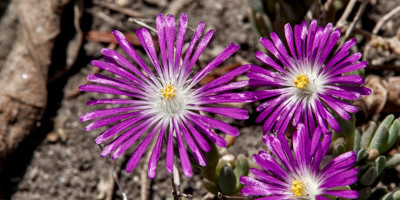 DELOSPERMA FLORIBUNTUM DRYLAND 2.jpg
