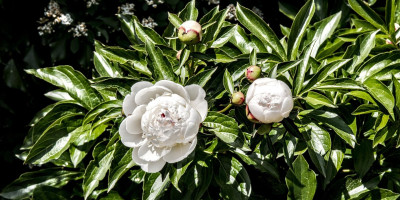 PAEONIA LACTIFLORA FESTIVA MAXIMA 1.jpg