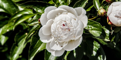 PAEONIA LACTIFLORA FESTIVA MAXIMA 2.jpg