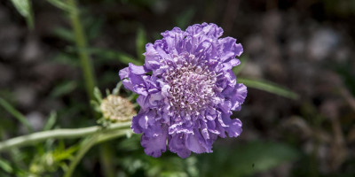 SCABIOSA COLUMBARIA.jpg