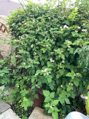 Boysenbeere Hecke.jpg