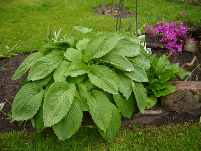 Hosta Niagara Falls 2.JPG