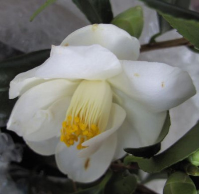 Lily_Pons_17.01.jpg