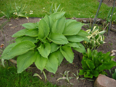 Hosta Niagara Falls 1.JPG