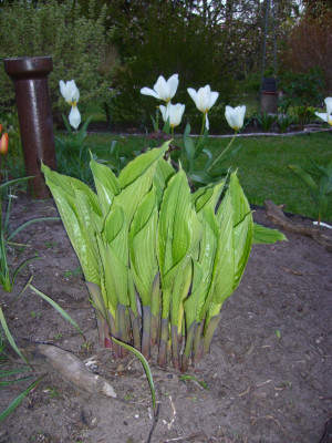 Hosta Niagara Falls Austrieb 1.JPG